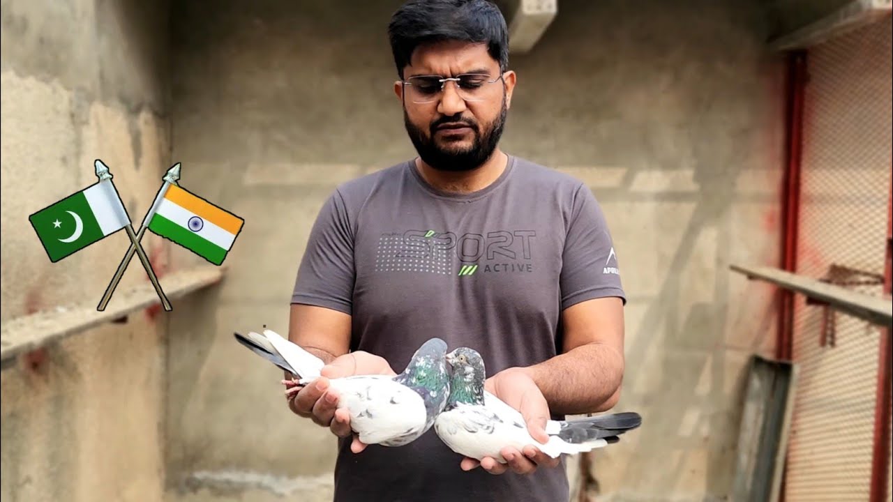 Teddy Pigeons going to India 🇵🇰✈️🇮🇳