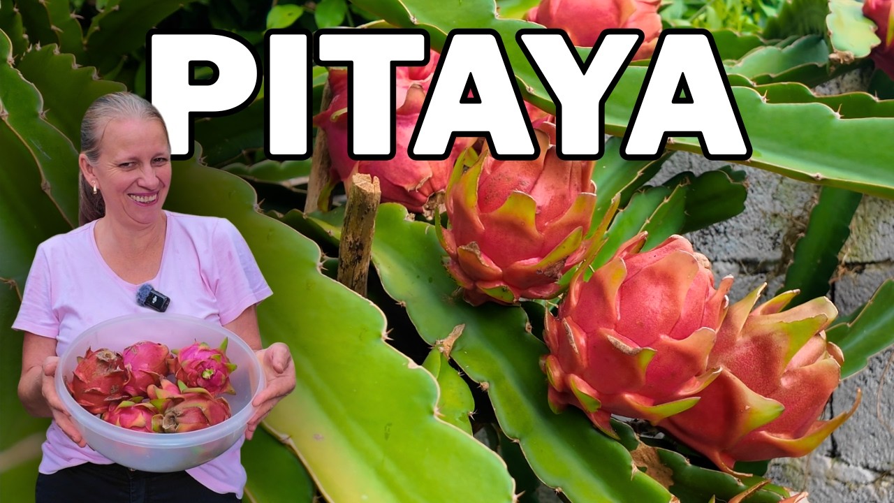 PITAYA da minha florestinha na cidade, COMO EU CULTIVO para ter esse resultado de lindas Pitayas.