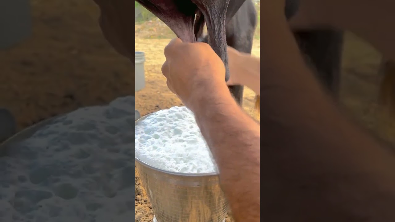 22+ ki banni joti #dairy #animal #dairyfarmers #buffalo #indiandairy #farmer #dairygood #farming