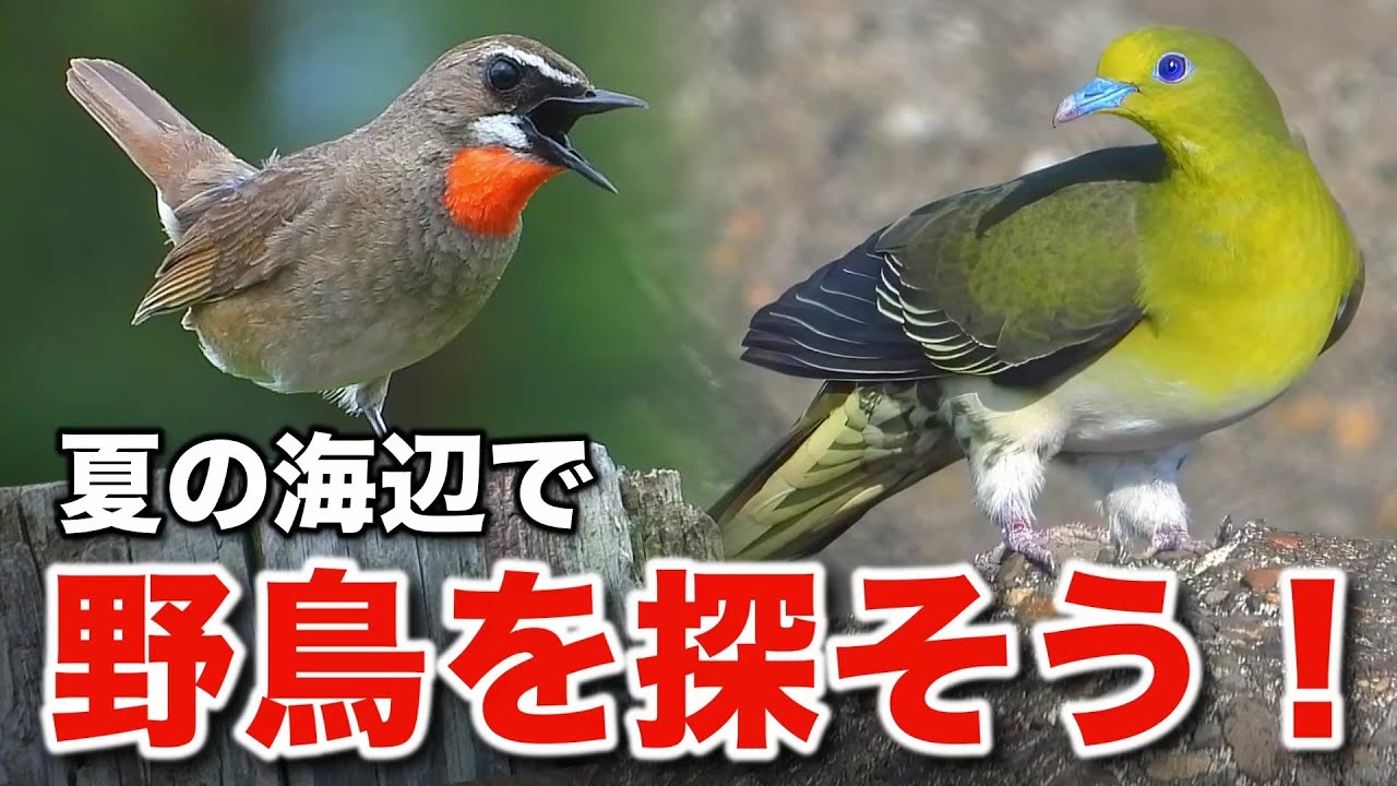 これぞ野鳥の魅力！アオバトと小鳥たちの秘密を探る旅～