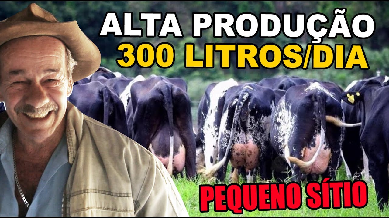 30 CABEÇAS DE GADO EM MENOS DE 1 ALQUEIRE- PRODUZ MUITO