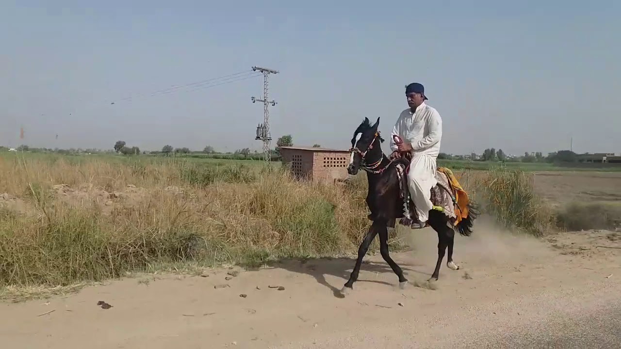 Desi horse of Sindh  Pakistan