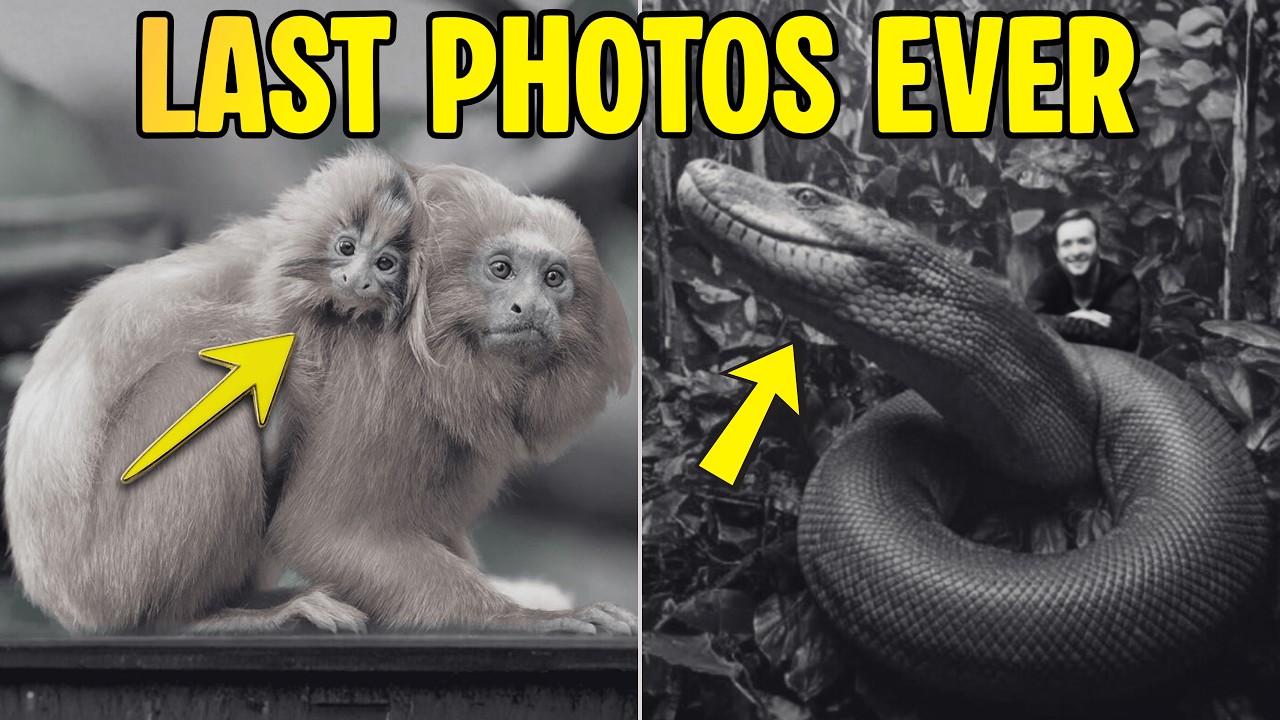 7 Last Photos of Extinct Animals From the Amazon!