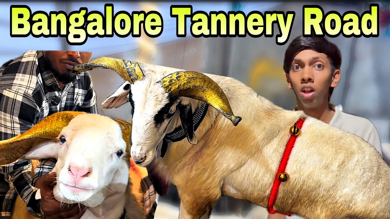 Bangalore Tannery Road Wholesale Sheep market for this bakrid 2025 ❤️🔥