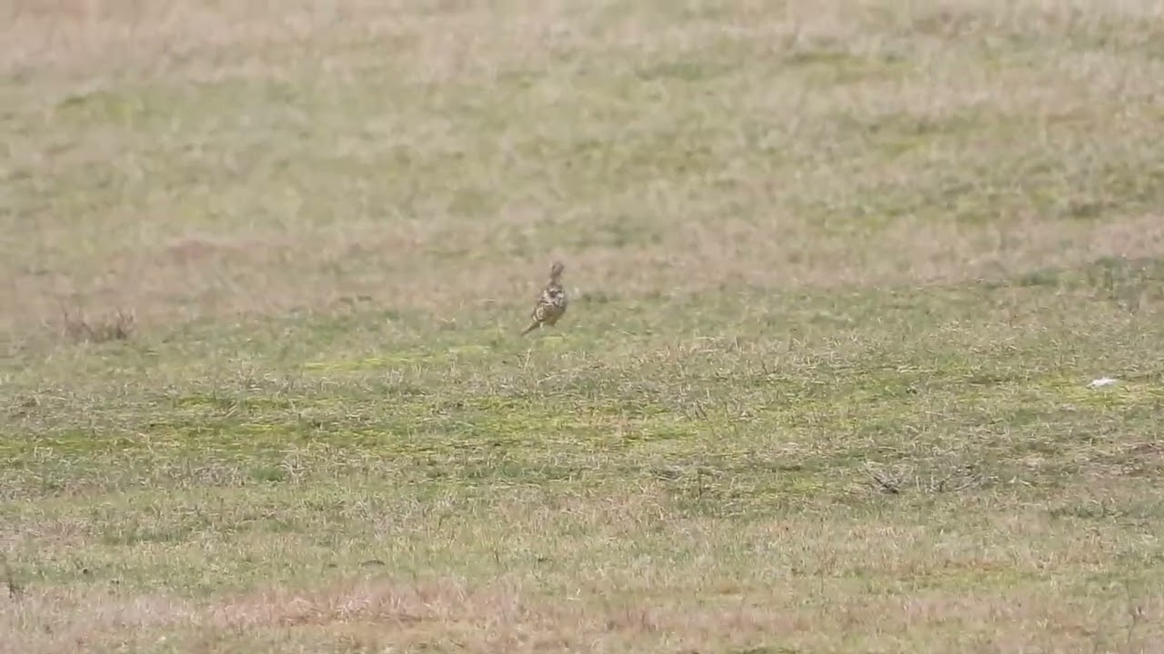 Grote Lijsters/Mistle Thrushes, Zweefvliegveld, Castricum, The Netherlands, 16-02-2026.