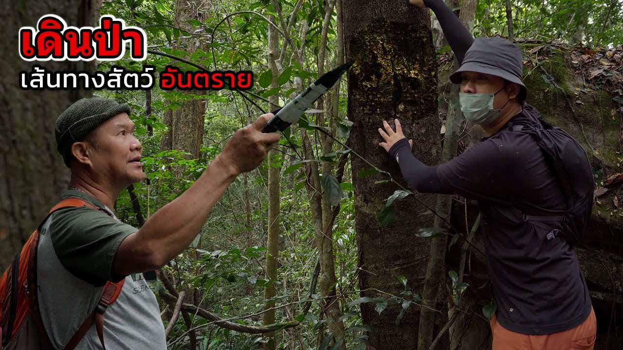 เส้นทางสัตว์ป่าอันตราย อุทยานแห่งชาติ ปางสีดา