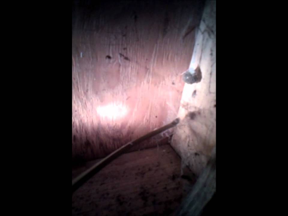 Agelenopsis sp  1