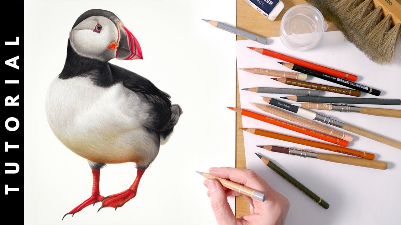 TUTORIAL | How To Draw A Puffin In Colored Pencil