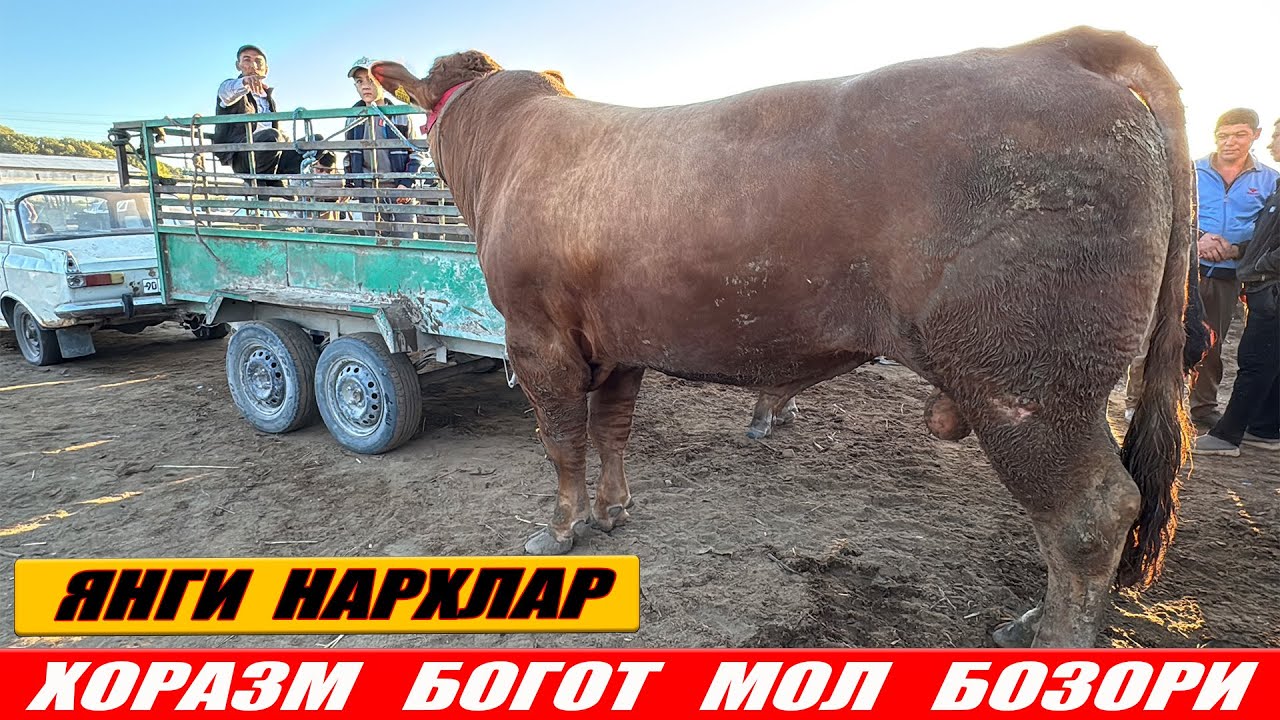 ХОРАЗМ  БОГОТ  МОЛ  БОЗОРИ  27-АВГУСТ  ЯНГИ  НАРХЛАР
