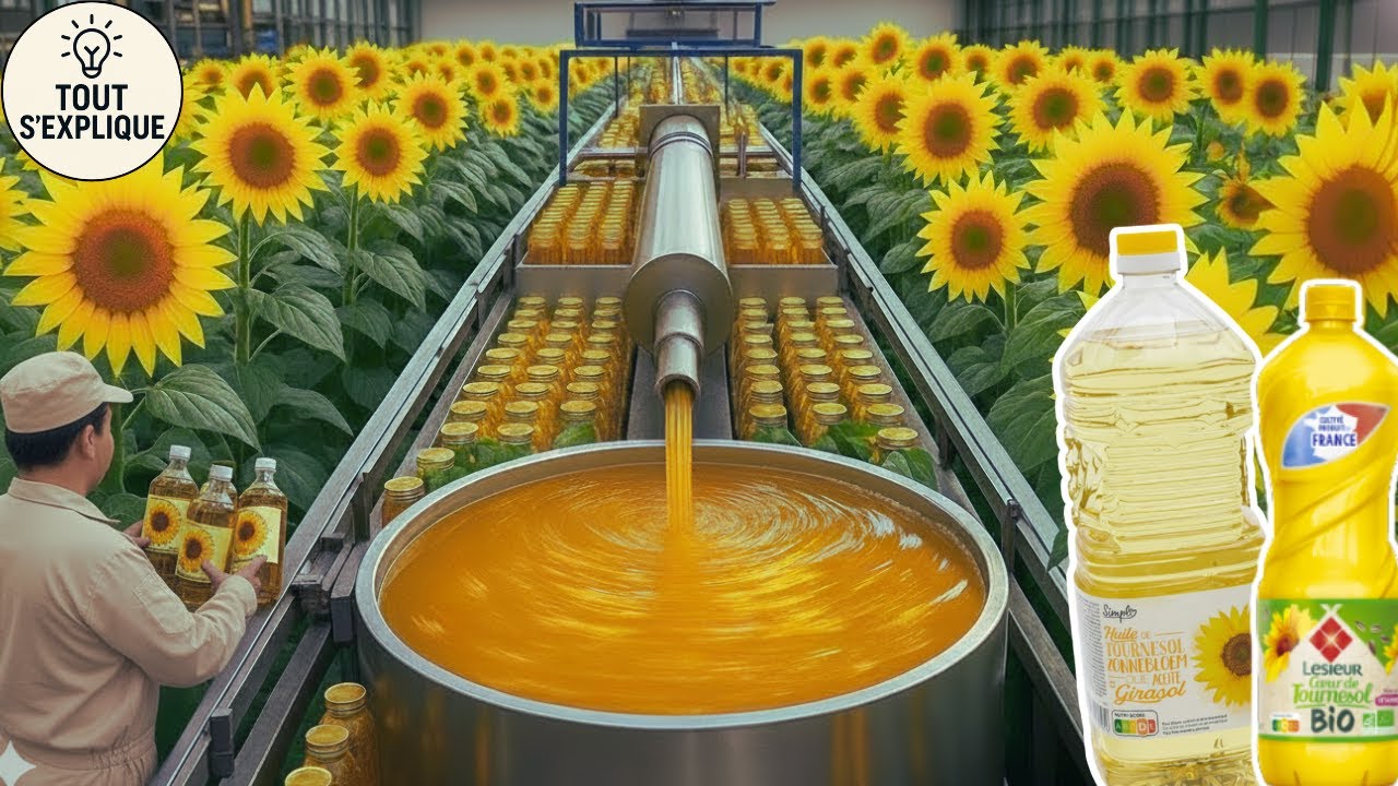 Comment c’est fait : L’huile de tournesol — des millions de tonnes extraites dans des usines géantes