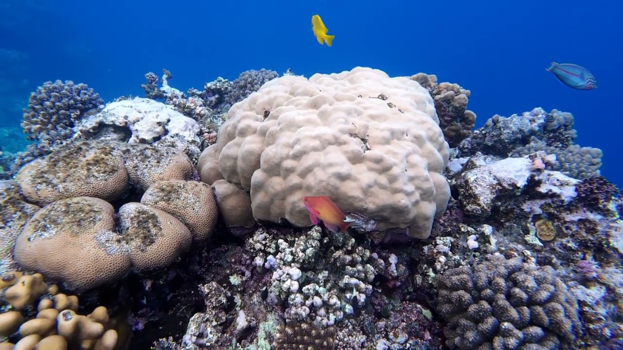 Nubian Beach Resort, Marsa Alam, Egypt snorkeling the Red Sea