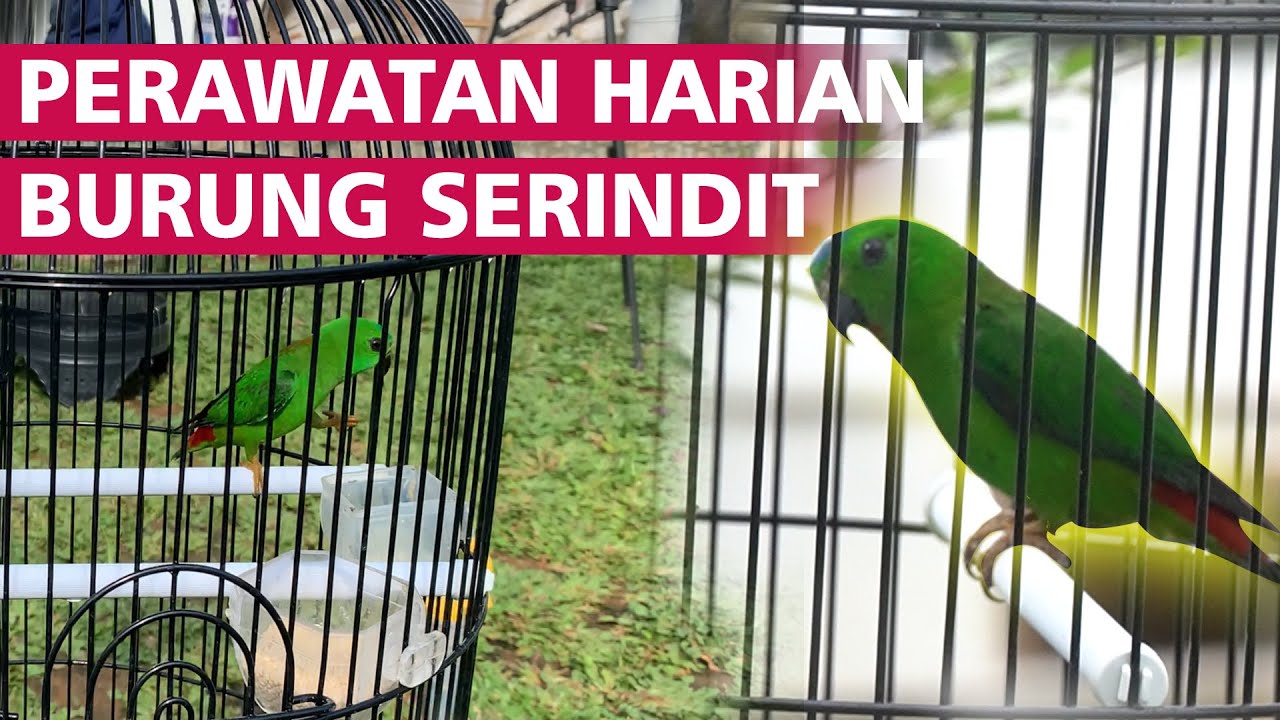 Cara merawat harian burung SERINDIT