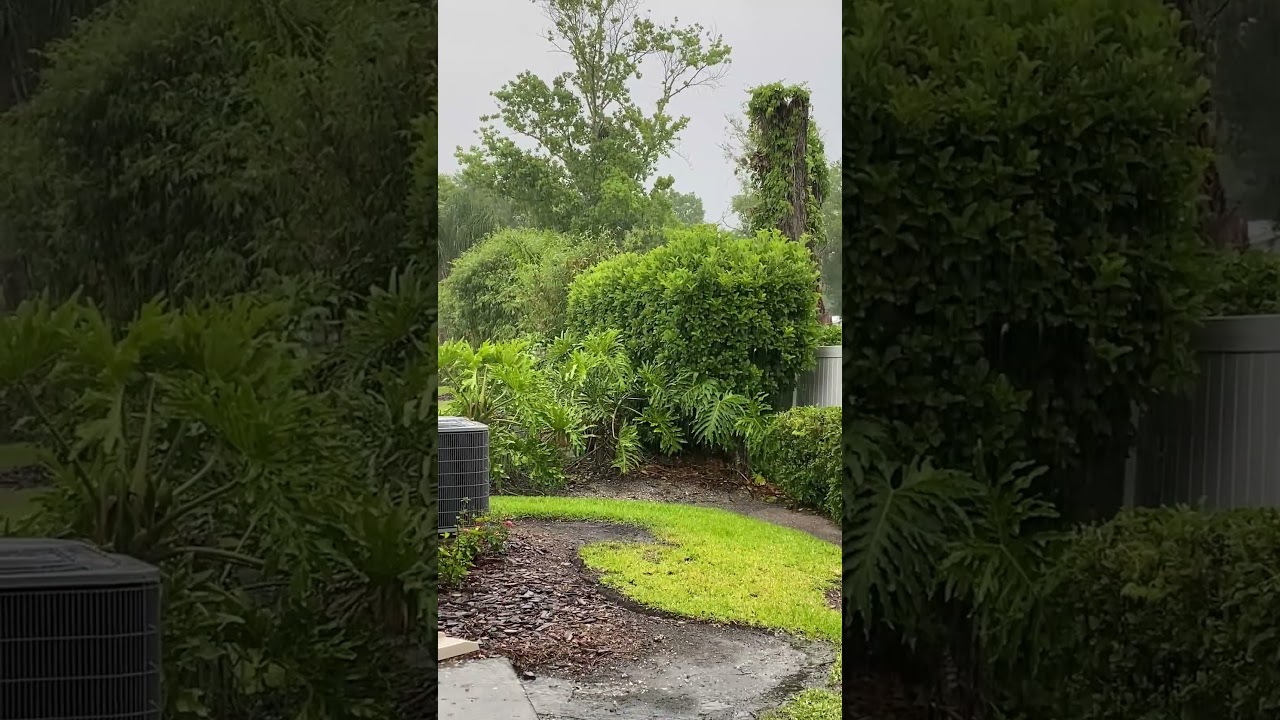 Tropical rain. #rainsoundsasmr