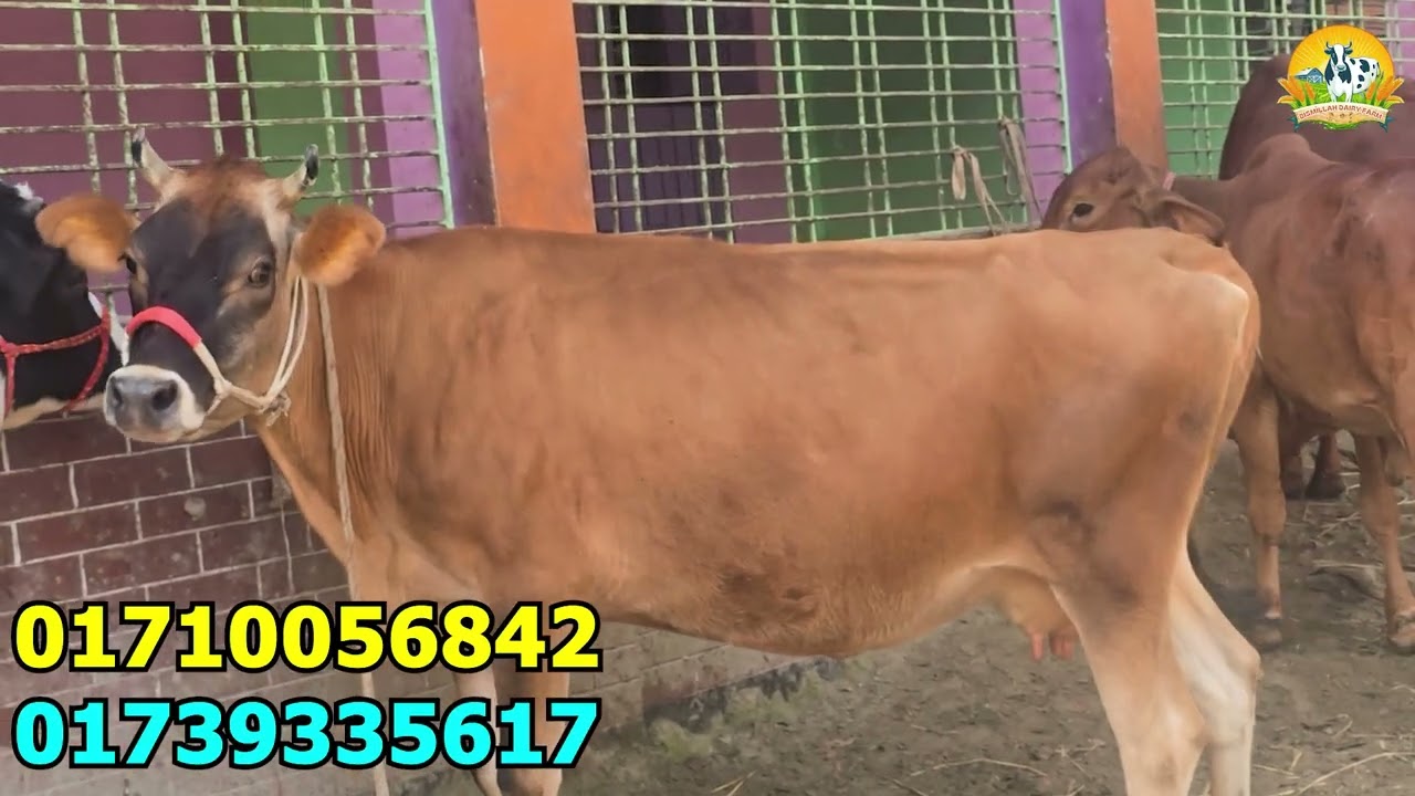 উন্নত জাতের ৬ টি ফ্রিজিয়ান গাভীর দাম জানুন । সংগ্রহ করলেন নরসিংদী ও মানিকগঞ্জ থেকে ।