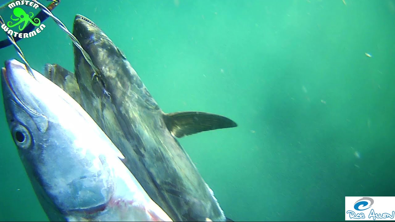 Four Snoeks quick Stix. Spearfishing Bluff South Africa