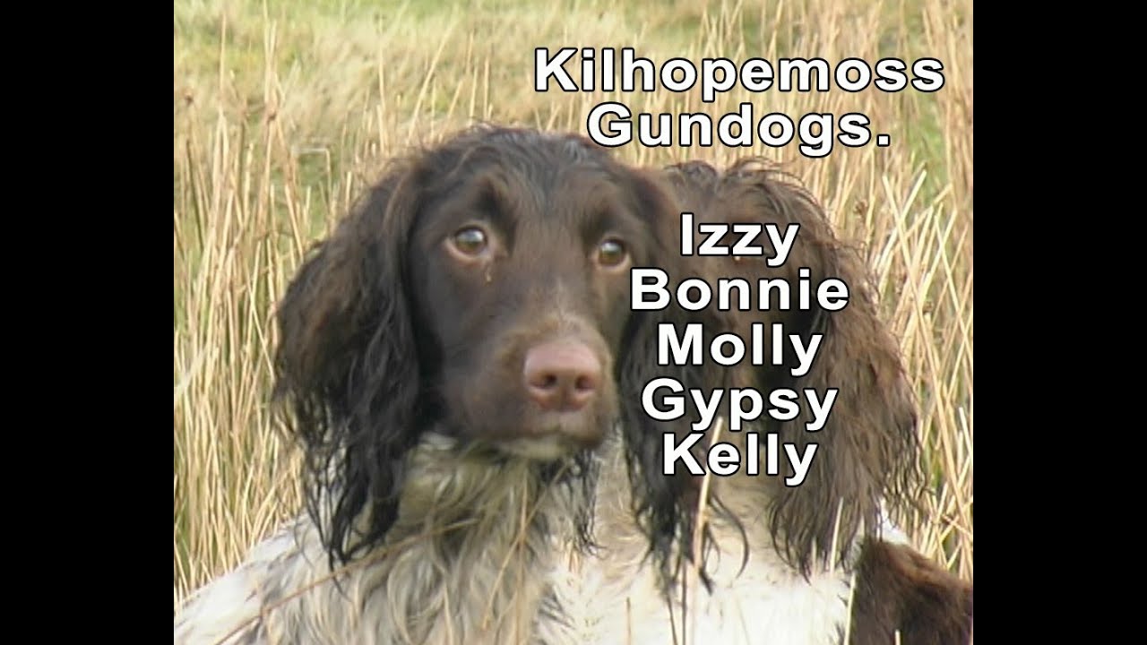 Kilhopemoss Gundogs January 2014