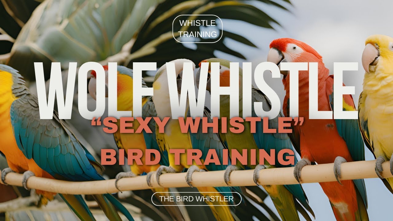 Wolf Whistle | Sexy Whistle - Bird Whistle Training - Teach Your Bird / Parrot to Sing (1 HOUR LOOP)
