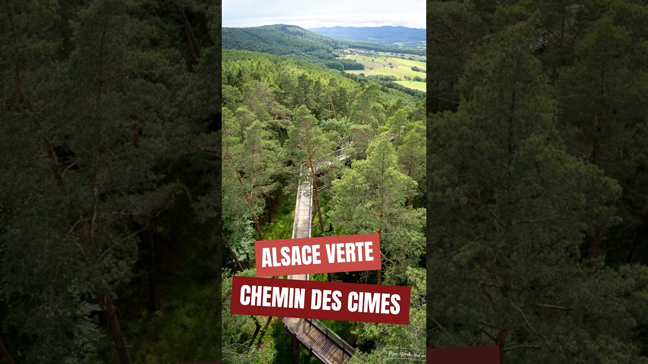 &Agrave; la d&eacute;couverte du Chemin des Cimes en Alsace! 🌳
