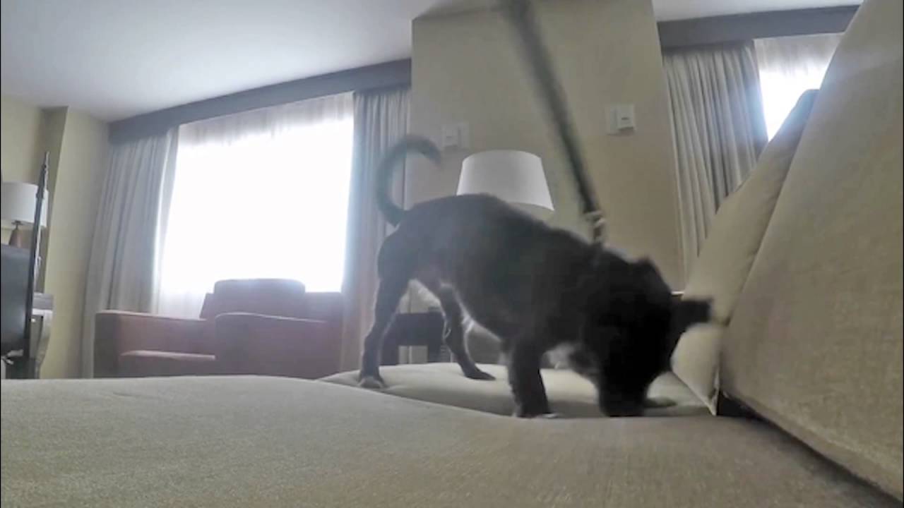Rose Pest Solutions Canine Bed Bug Inspection