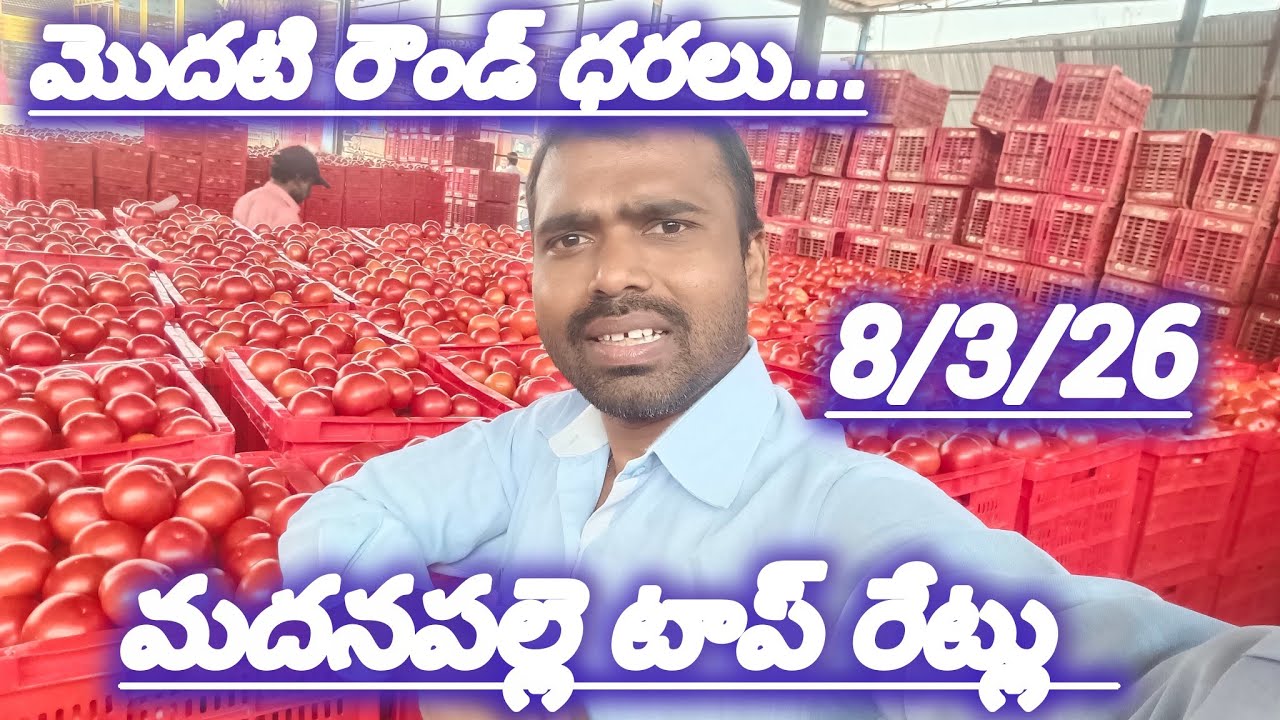 8/3/26 Madanapalle tomato market price today 🍅 మదనపల్లె ధరలు #todaytomatorate #crkvideos16 