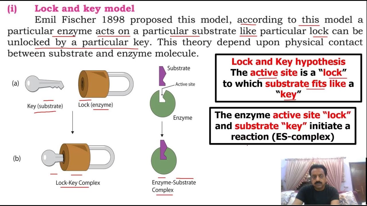 Chapter 2: / First year Biology / Enzymes (Part 4) / Lock and key model / Sindh Text Board
