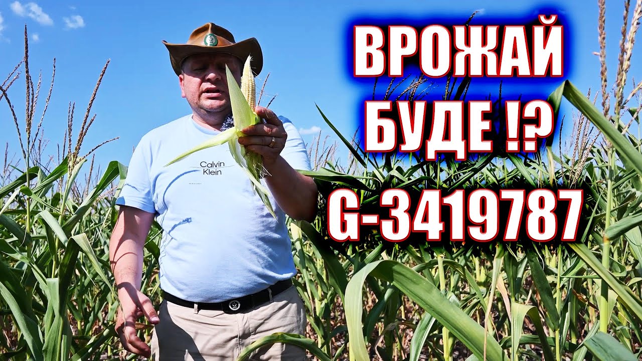 ТЕСТ КУКУРУДЗИ НА ЗАСУХУ - НОВИЙ ГІБРІД В РІЗНИХ УМОВАХ