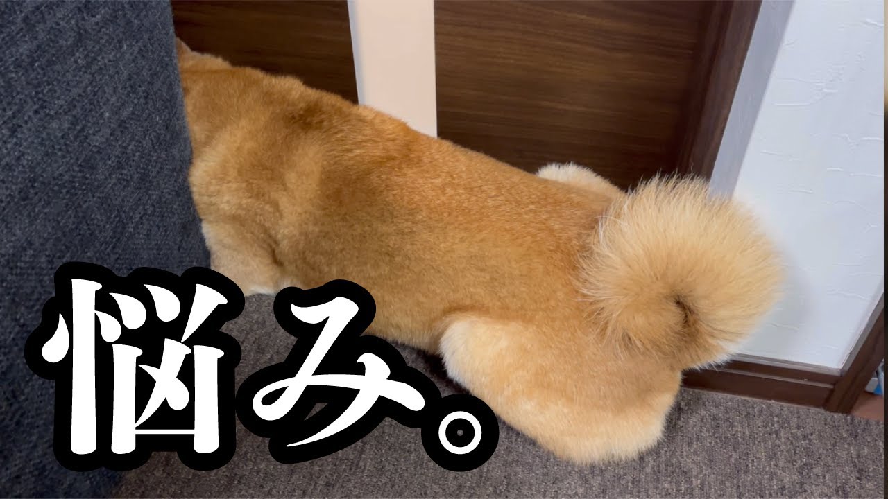 ご飯に興味が無い柴犬と暮らすには