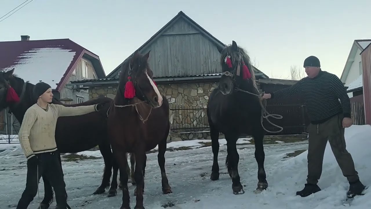 🔥🔥ГАРНА МАМА 🐎ТАТО🐎-ДРУЖНЯ СІМ'Я❤️ 👍ЖЕРЕБЕЦЬ З  ПОЛТАВСЬКОГО КІННОГО ЗАВОДУ
