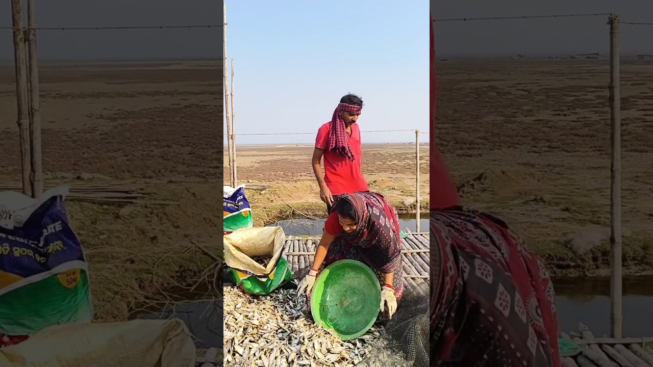ମୋର ଲୁଣି ଶୁଖୁଆ ଗଲା 🐟🐠 #odia #short #video #odia #shorts #reels #new