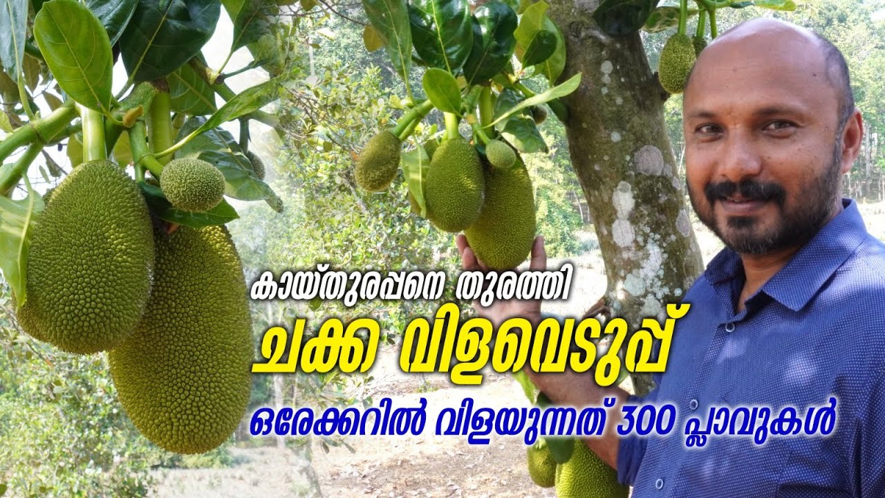കായ്തുരപ്പനെ തുരത്തി ചക്ക വിളവെടുപ്പ്