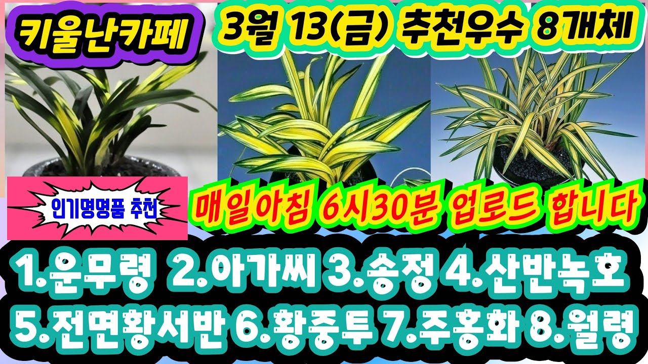03/13(금) 추천우수 8개체 [1.운무령 2.아가씨 3.송정 4.산반녹호-금계열 5.전면황서반 6.황중투 7.주홍화 8.월령] #orchid 