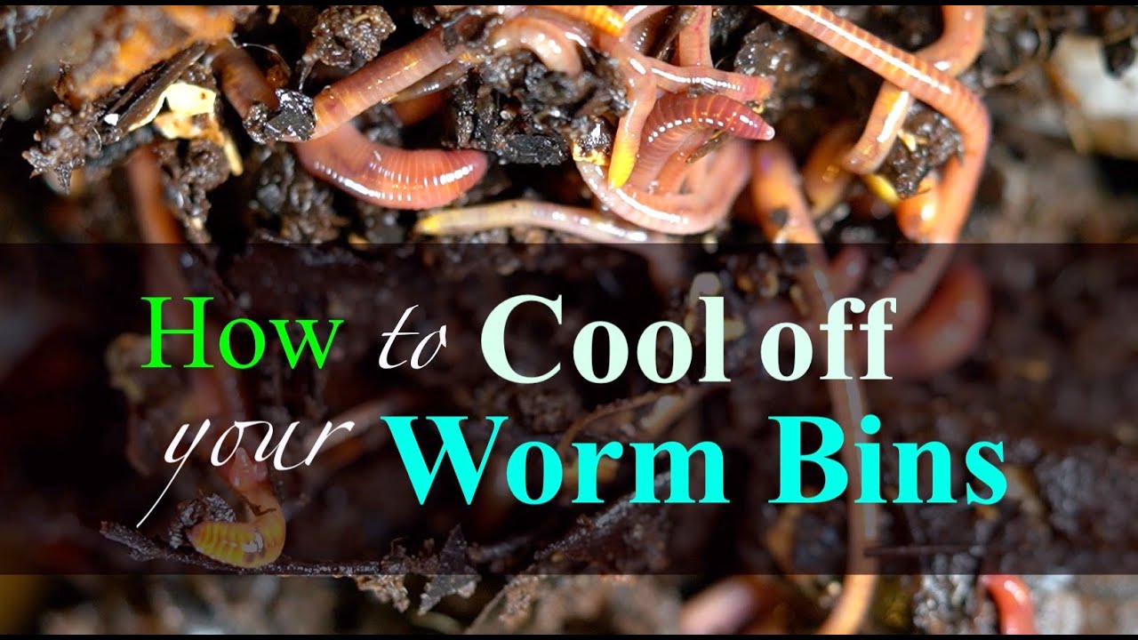 How to Cool Off your Worm Bin (2023)