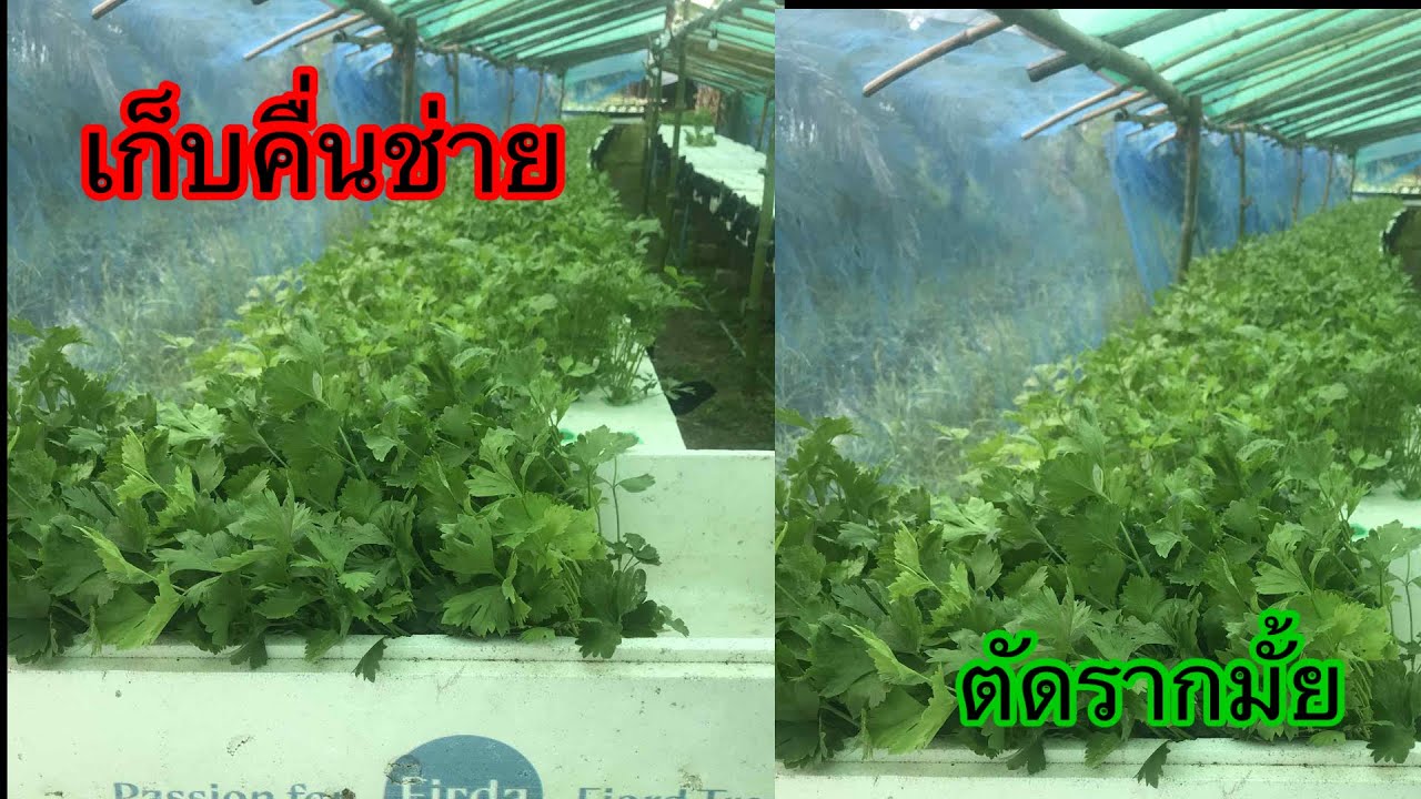 Сбор урожая сельдерея методом гидропоники в саду Киттитхара.