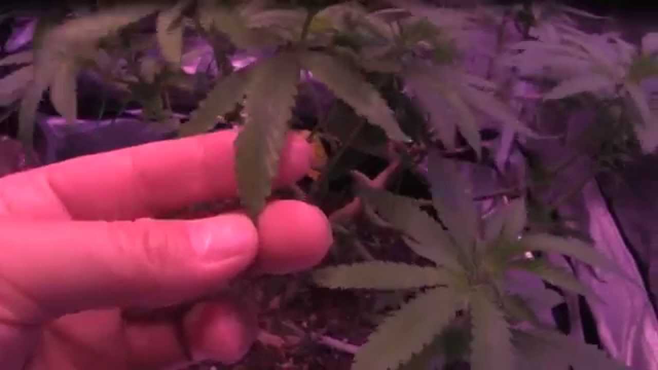 BML LED GROW LIGHTS - Video #8 - Day 11, 12 and 13 Flower - Close But No Cigar