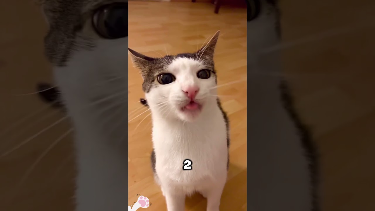 4 Strange Cat Behaviors &ndash; And What They Really Mean!  😼🔍🎬