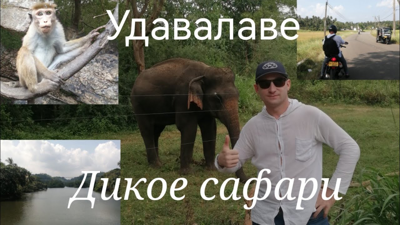 Унаватуна Удавалаве национальный парк сафари дикарем