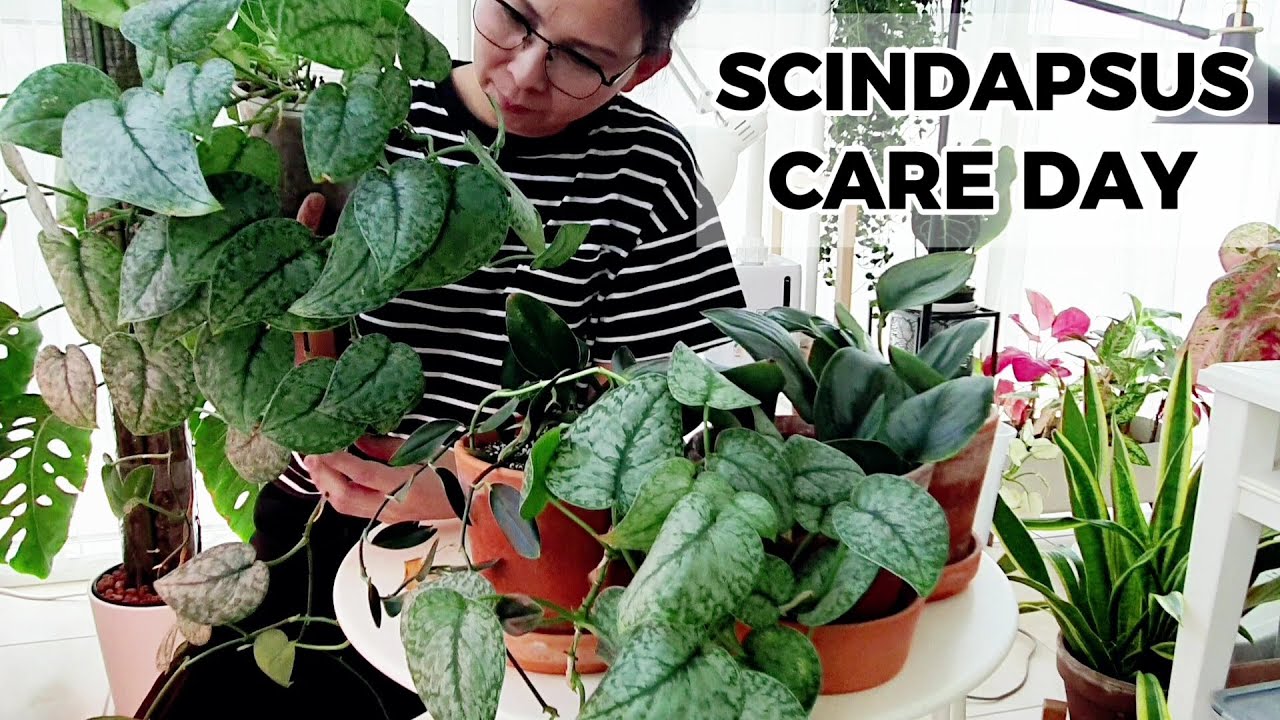 Scindapsus Rescue Day | Repot with Me | Trim and Propagate
