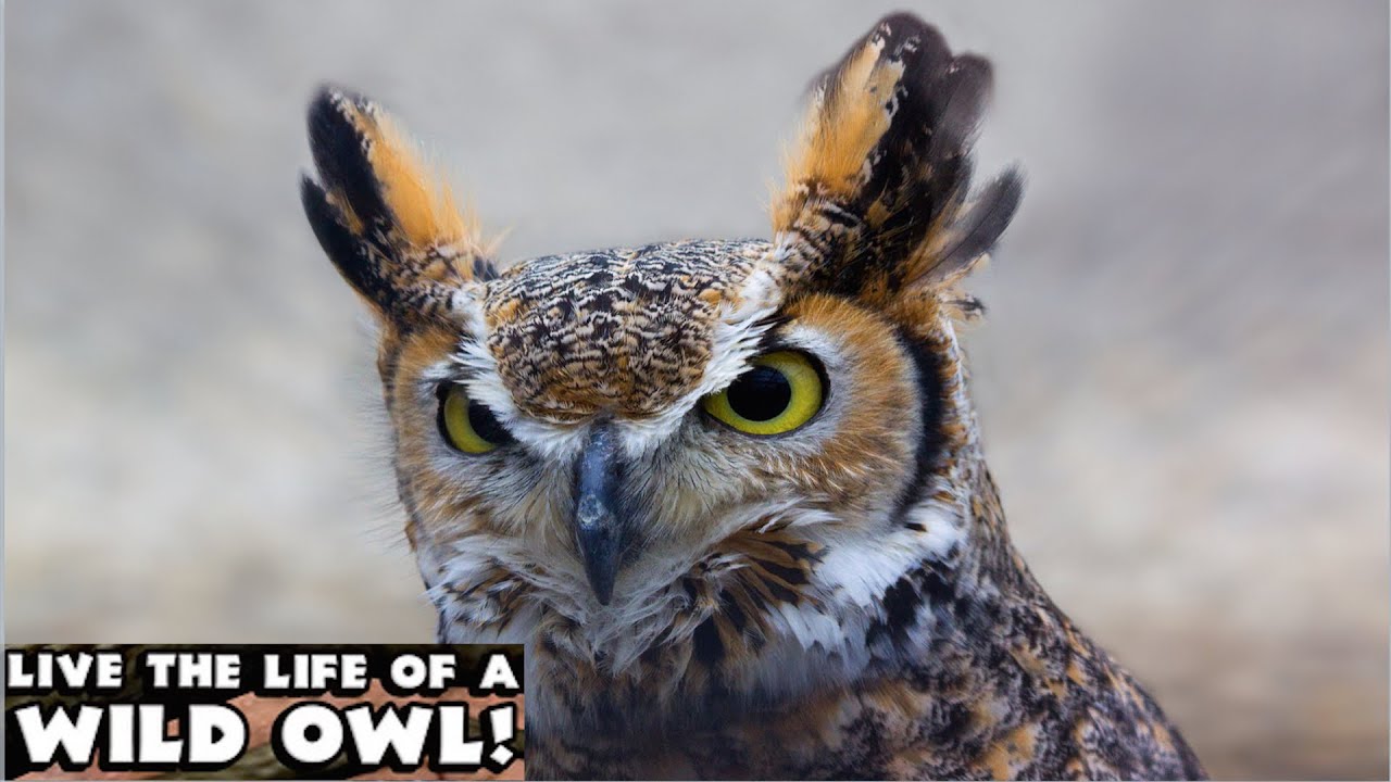 Owl Simulator - By Gluten Free Games -Compatible with iPhone, iPad, and iPod touch.  Android App