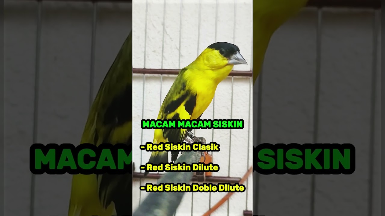 Pancingan Suara Burung Red siskin #burung #kicauburunglovebird #kicaumania #burunglovebirds #burungk