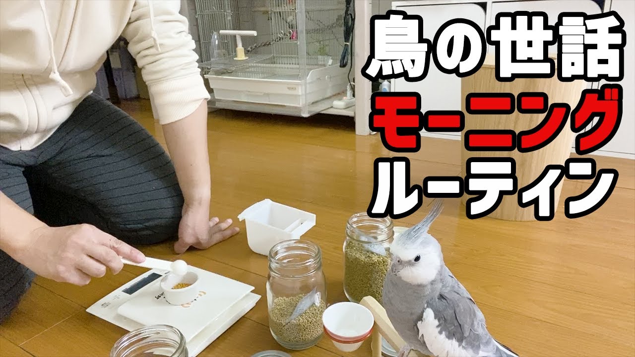 【モーニングルーティン】鳥さんのお世話の様子を紹介します〜掃除・餌と水の入れ替え