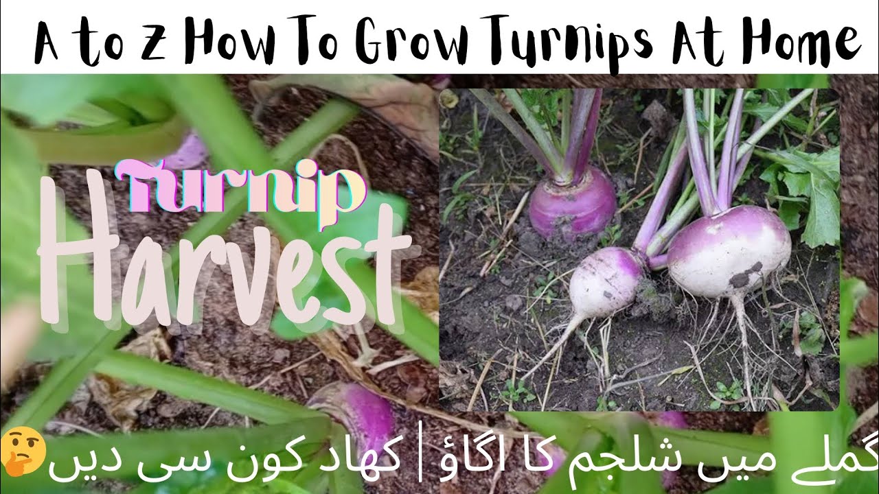 Grow Turnips from seeds in Pot| شلجم کا اگاؤ کیسے بڑھائیں؟ #rooftop #shorts #viral #gardening #yt 