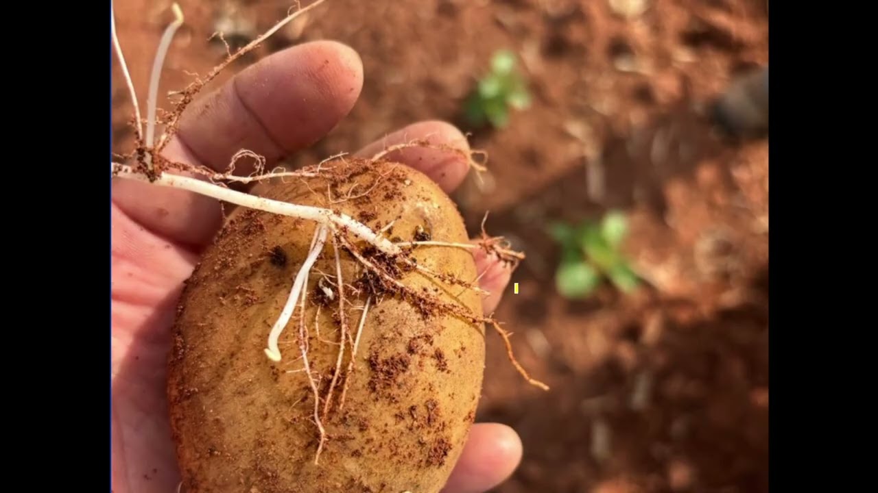 EL COMPLEJO DE PUNTA MORADA 2025 10 22 17 04 51