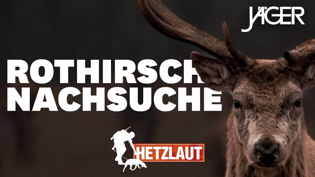 Hetzlaut: 14 km Hetze auf Rothirsch! | J&Auml;GER Nachsuchen mit Chris Balke