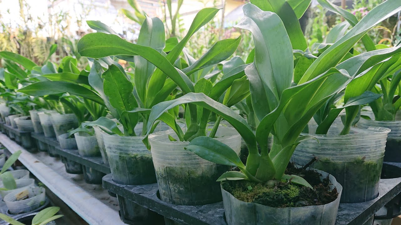 Harga hemat!! Anggrek Grammatophyllum subur hijau segar