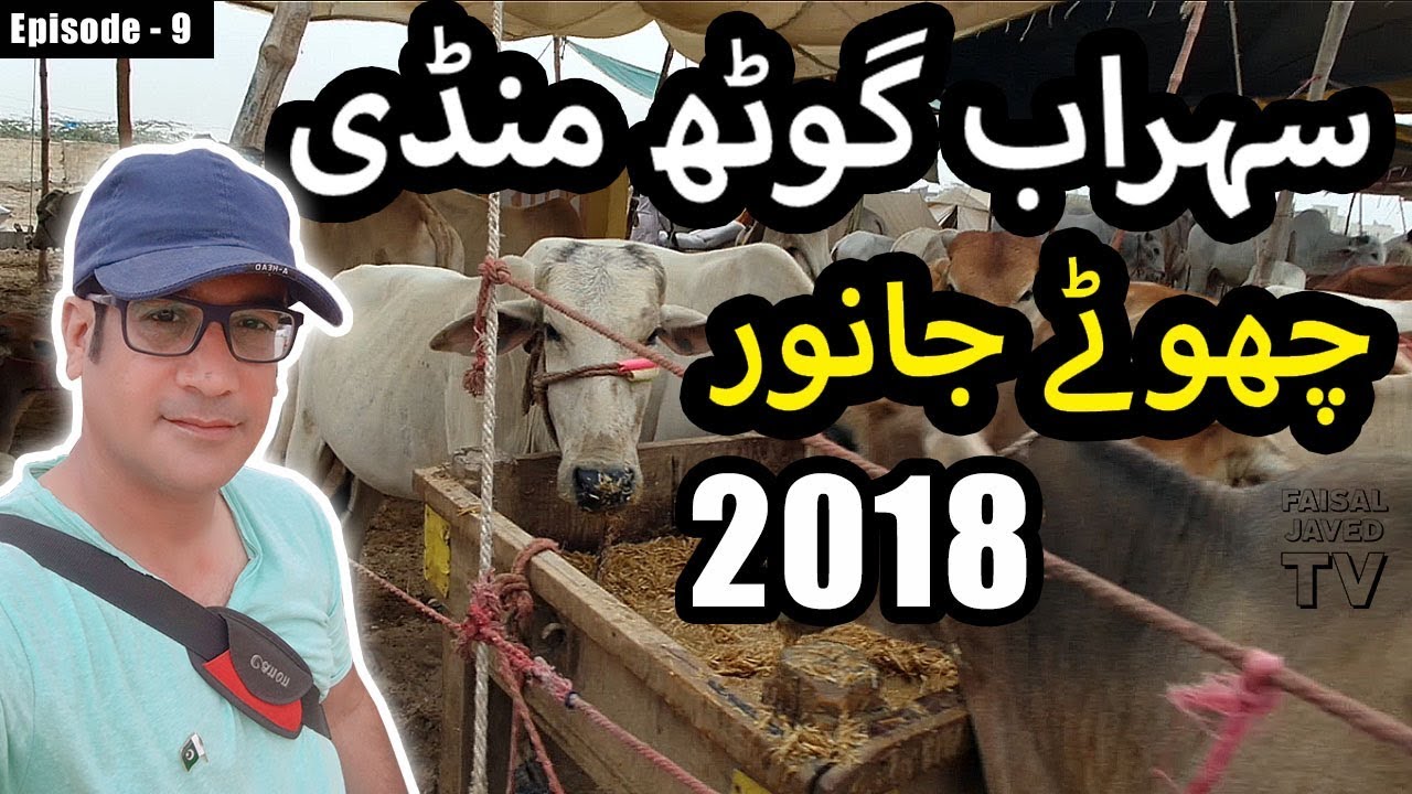 COW MANDI SOHRAB GOTH 2018 KARACHI | Episode – 9 | Small Animals | Video in URDU/HINDI
