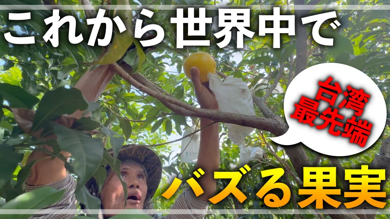 【台湾で実際にわかった】これから世界中でバズる果樹はこれだ！！！！【すごいです！】