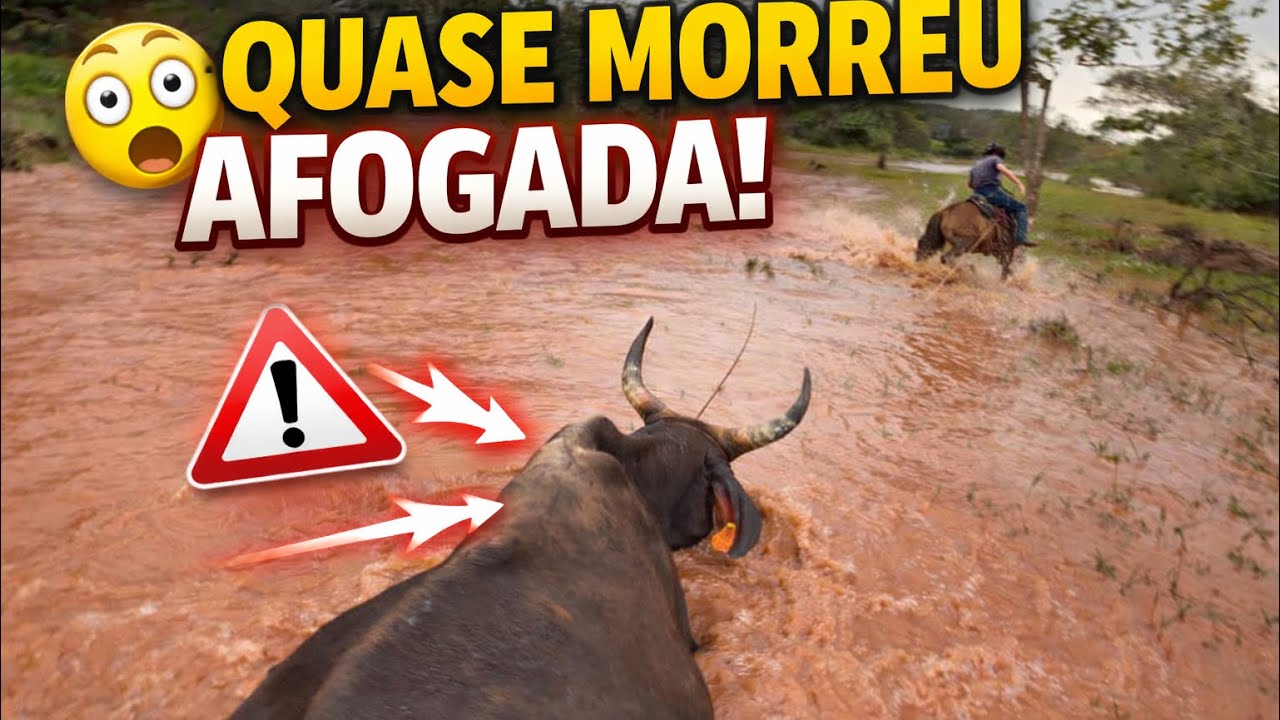 A VACA CAIU NA ENCHENTE E AGORA?