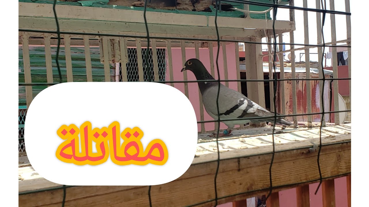 ولله الحمد رجوع انثى من اخر سباق وشكرا على مروركم الكريم