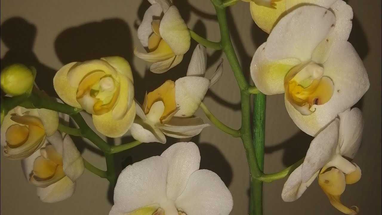 #Phal.Burgundy#МояНовинка#14.12.21
