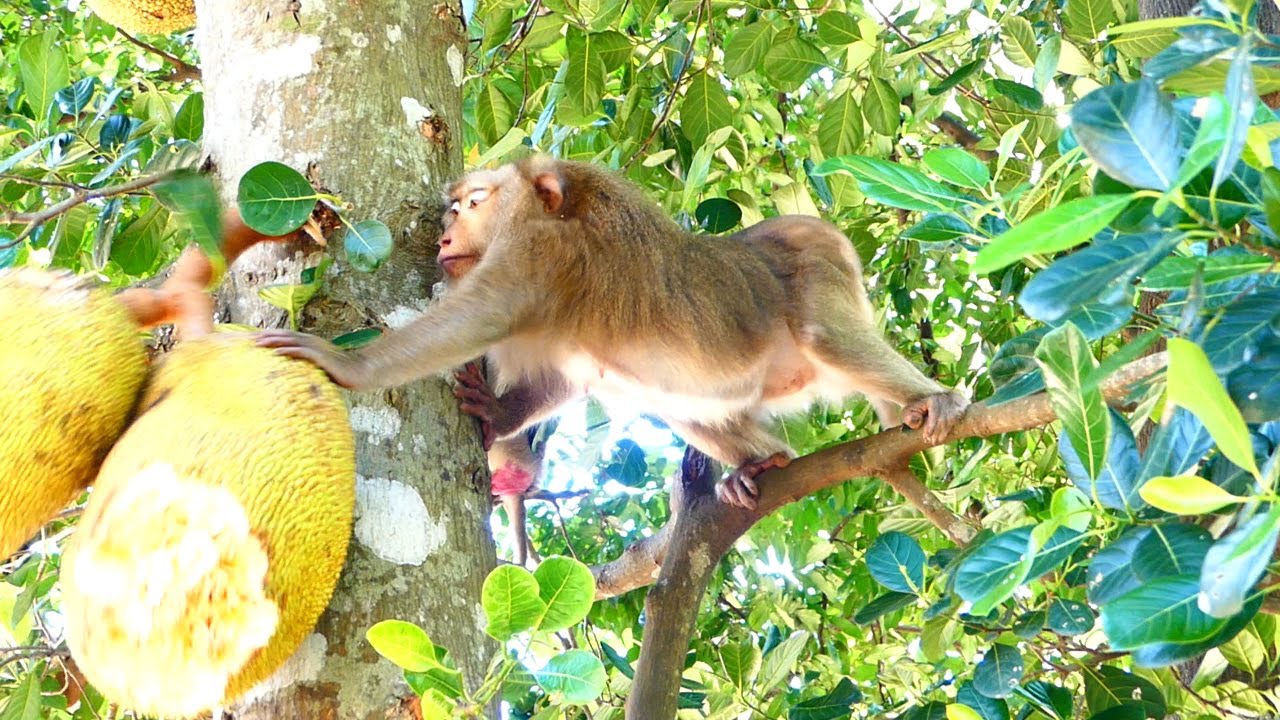 Poor group of monkey steal Jackfruit in my village, big female monkey 2 jackfruits fall to the land